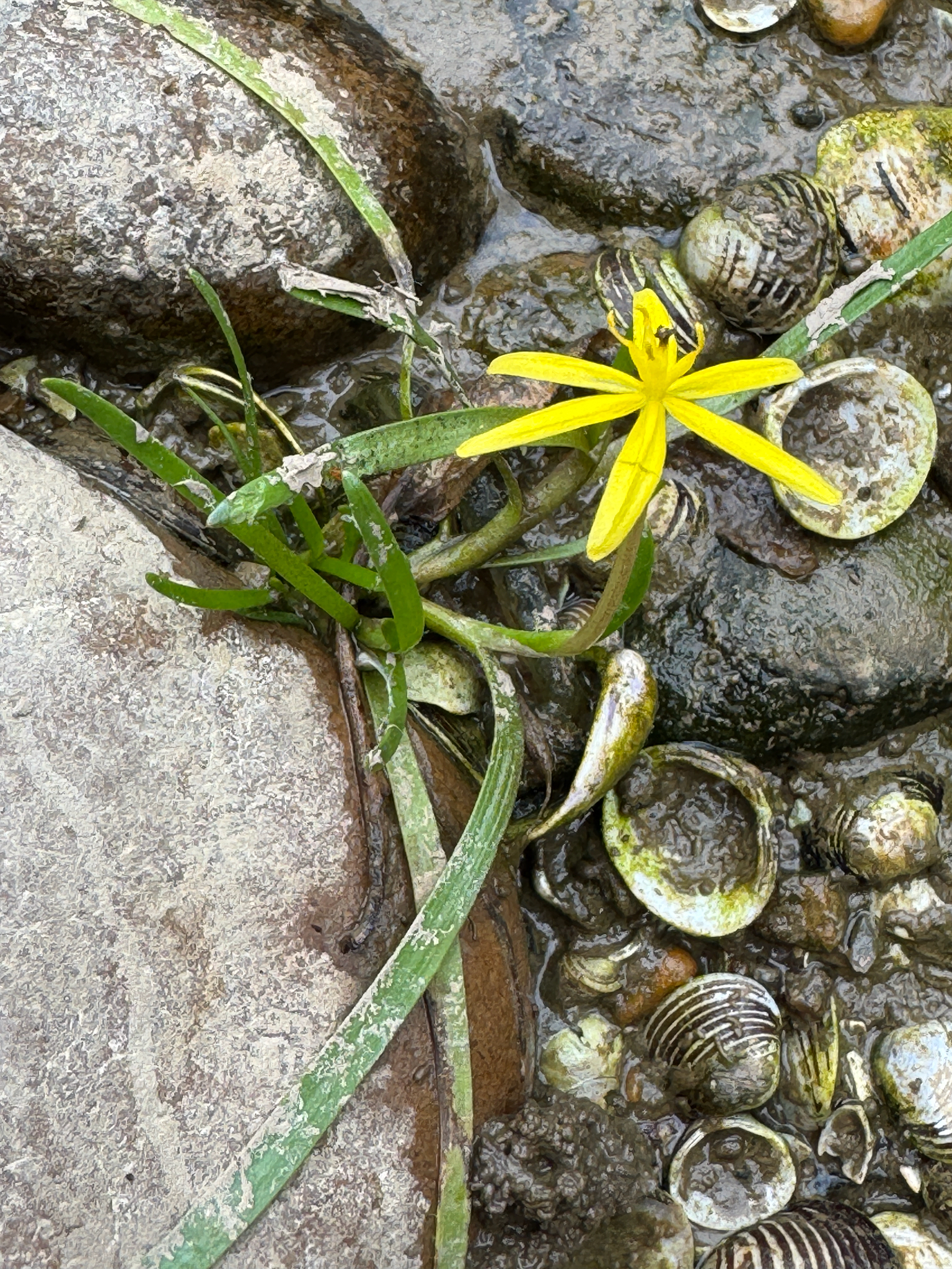 Imagem de Heteranthera dubia