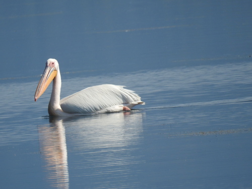iNaturalist image