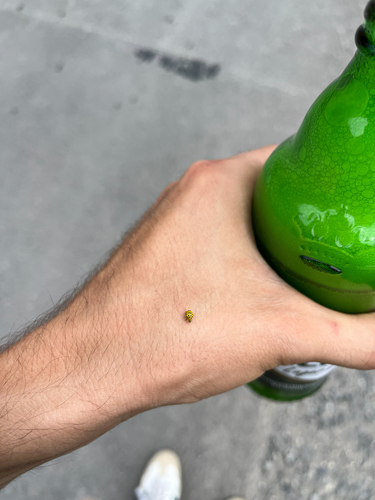22-spot Ladybird