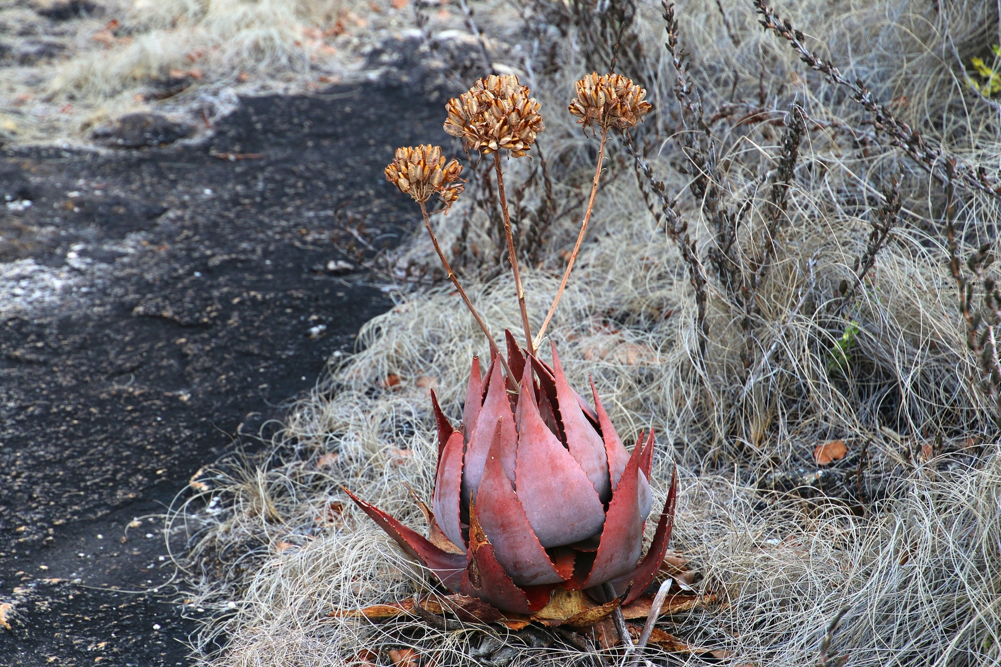 Aloe mzimbana