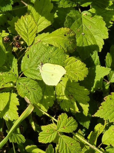 Common Brimstone