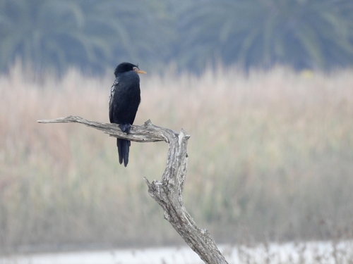 iNaturalist: (c) forest_owl, some rights reserved (CC BY-NC), uploaded by forest_owl iNaturalist image