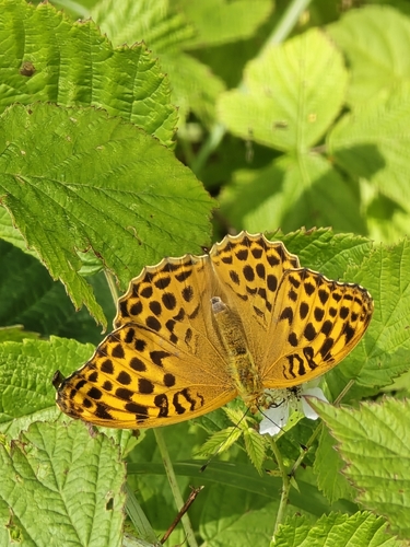 Silver-washed Fritillary