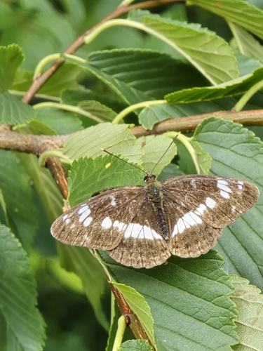 Eurasian White Admiral