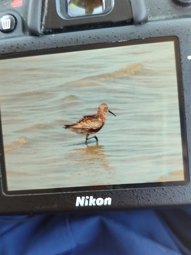iNaturalist image