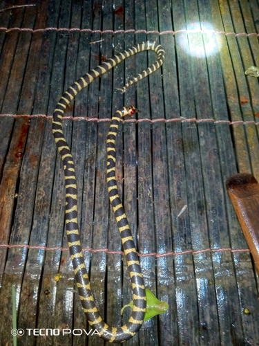 Cantoria violacea observed 2026-07-21