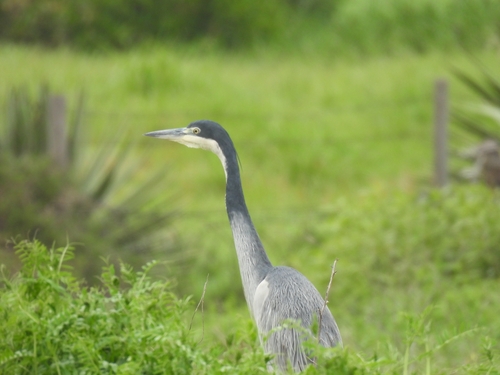 iNaturalist image