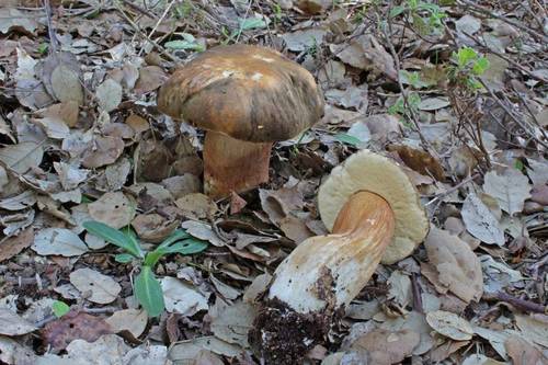 Bronze Bolete