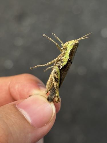 Short-winged Rice Grasshopper