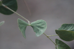 Senegalia reniformis