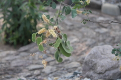 Senegalia reniformis