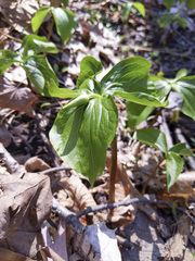 Trillium cernuum