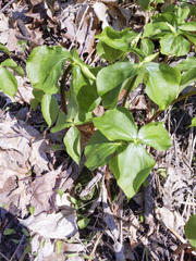 Trillium cernuum