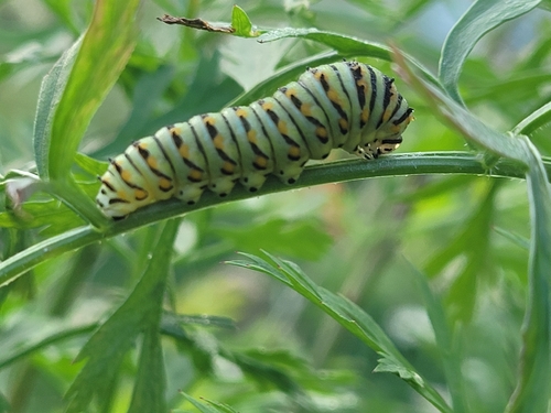 Black Swallowtail
