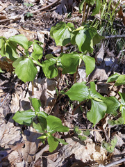 Trillium cernuum