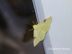 Opisthograptis punctilineata