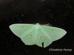 Tanaoctenia haliaria