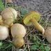 Parasitic Bolete - Photo (c) Davide Puddu, some rights reserved (CC BY-NC), uploaded by Davide Puddu