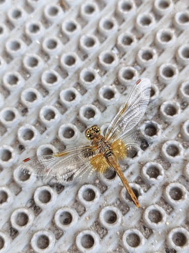 Yellow-winged Darter