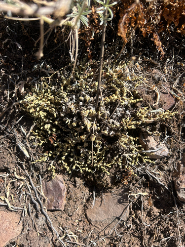 Peruvian Spikemoss