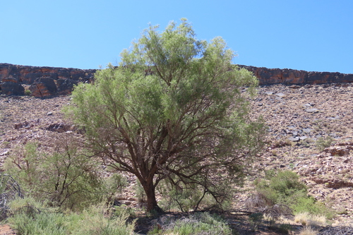 Euclea pseudebenus, photograph 5