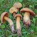 Lurid Bolete - Photo (c) Davide Puddu, some rights reserved (CC BY), uploaded by Davide Puddu
