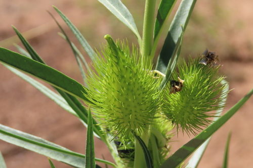 Gomphocarpus fruticosus, photograph 6