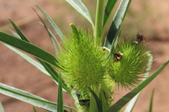 Gomphocarpus fruticosus, photograph author not stated, no rights reserved