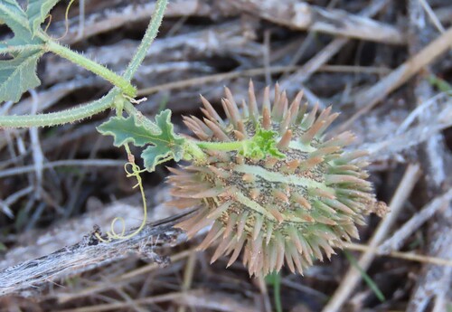 Cucumis africanus, photograph 2