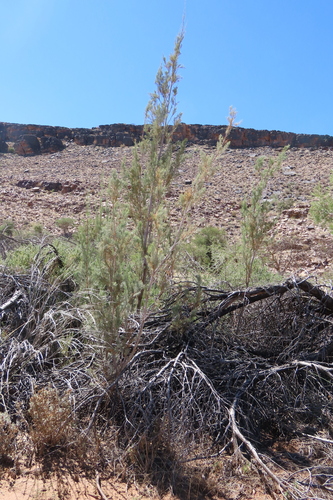 Tamarix usneoides, photograph 6