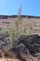 Tamarix usneoides, photograph author not stated, no rights reserved