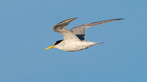iNaturalist image