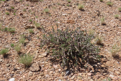 Monsonia salmoniflora