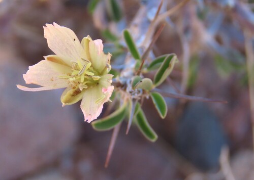 Monsonia salmoniflora