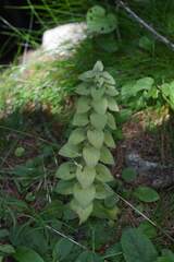 Ajuga pyramidalis, photograph (c) Matteo Martini, some rights reserved (CC BY)