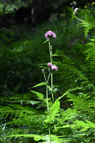Cirsium alsophilum, photograph 6