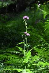 Cirsium alsophilum, photograph (c) Matteo Martini, some rights reserved (CC BY)