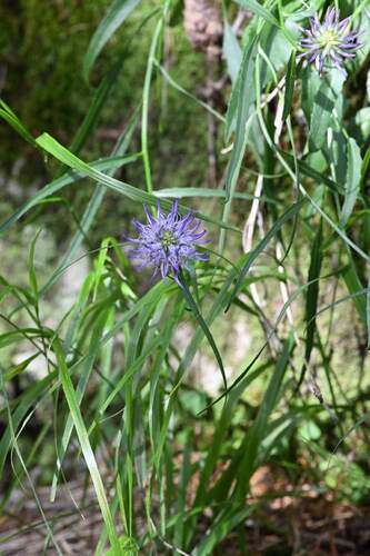 Phyteuma scheuchzeri, photograph 2