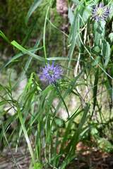 Phyteuma scheuchzeri, photograph (c) Matteo Martini, some rights reserved (CC BY)