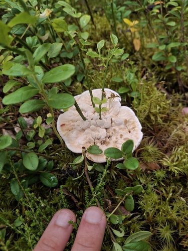 Orange Rough-cap Tooth