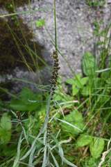 Omalotheca norvegica, photograph (c) Matteo Martini, some rights reserved (CC BY)