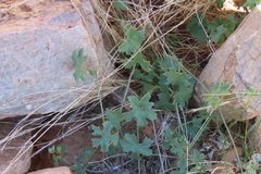 Coccinia rehmannii, photograph author not stated, no rights reserved