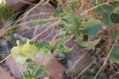 Coccinia rehmannii, photograph author not stated, no rights reserved