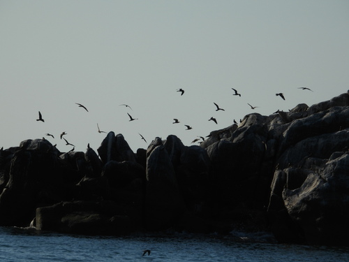iNaturalist image
