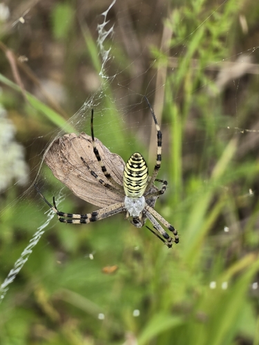 Wasp Spider