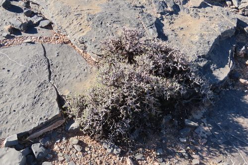Pelargonium xerophyton, photograph 1