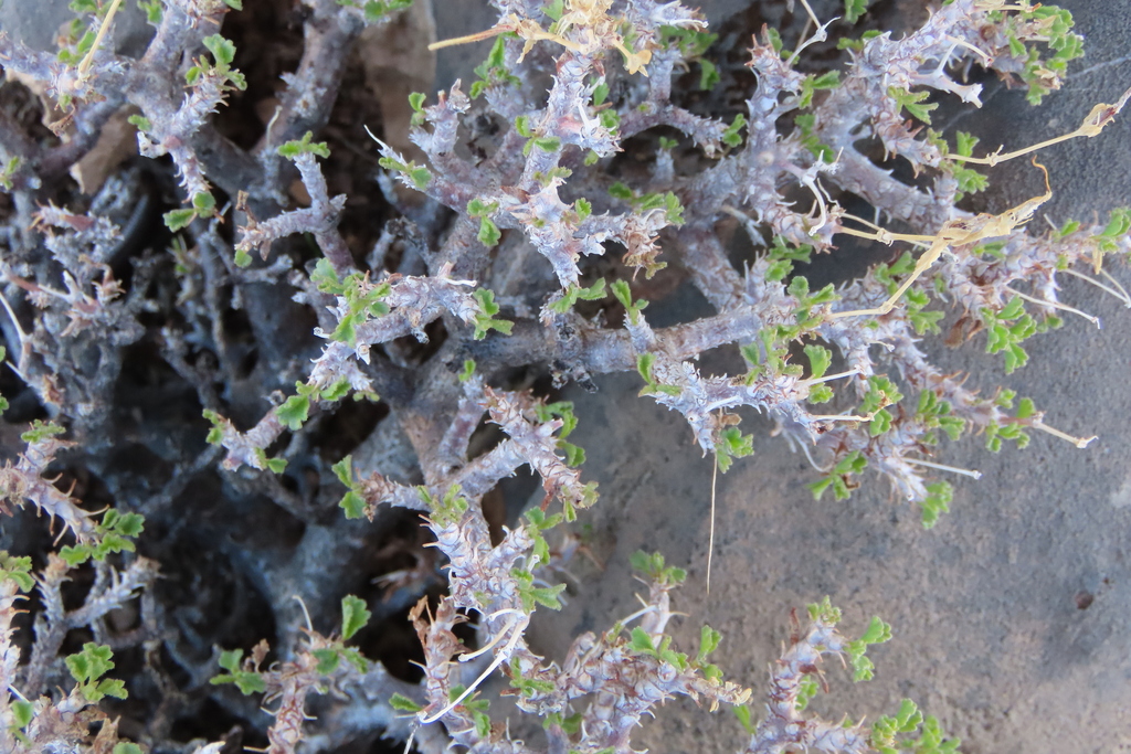 Pelargonium xerophyton; photograph author not stated, no rights reserved