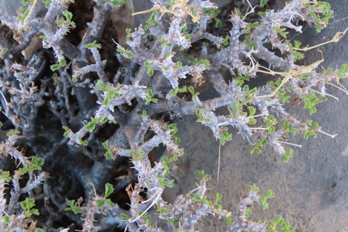 Pelargonium xerophyton