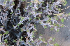 Pelargonium xerophyton