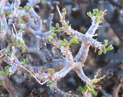 Pelargonium xerophyton, photograph 3